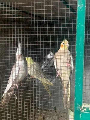 Cocktail Bird