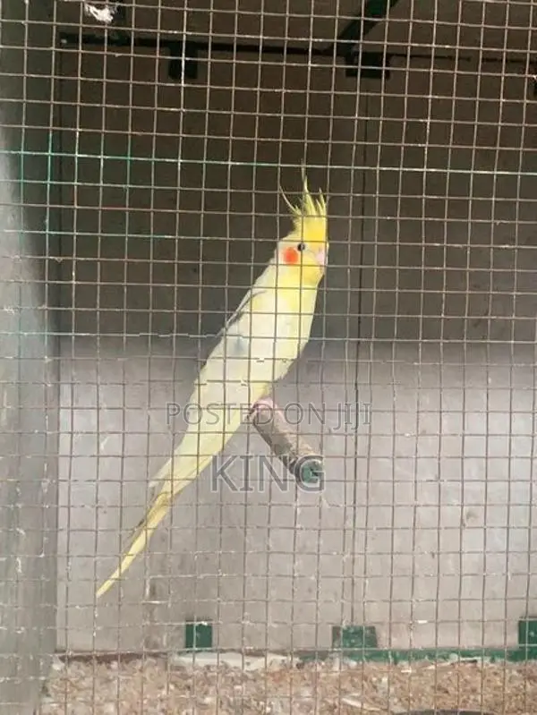 Cocktail Bird