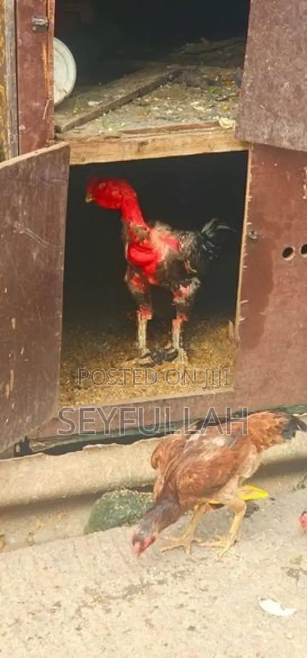 Rooster