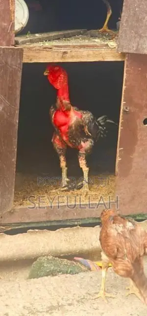 Rooster
