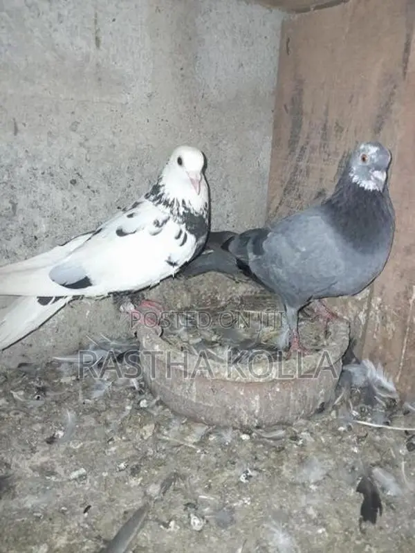 Pigeons