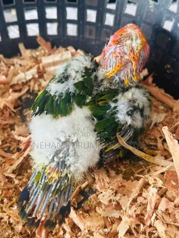 Sunconer Chicks