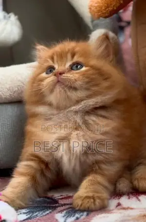 Ginger Persian Kitten