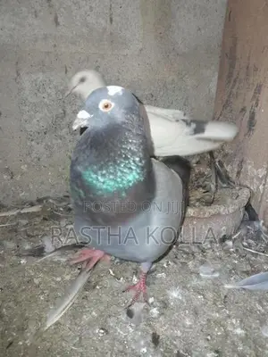 Pigeons