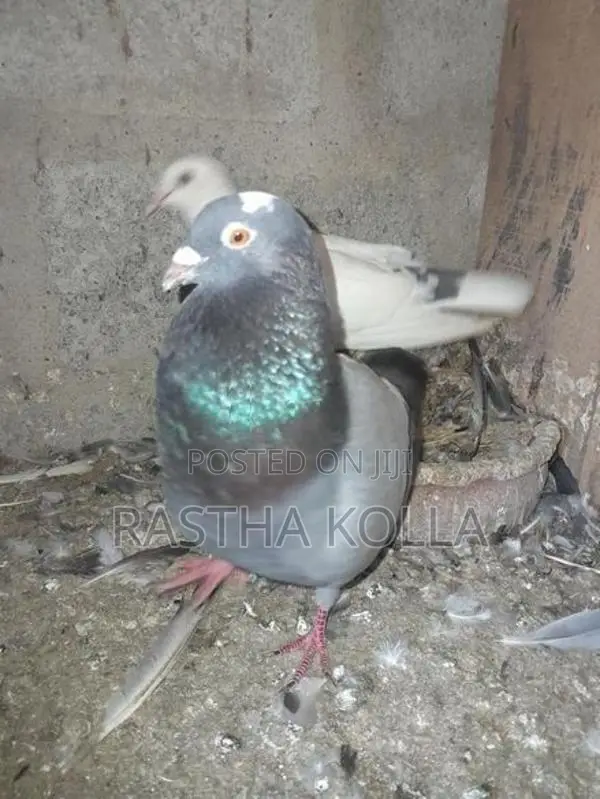 Pigeons