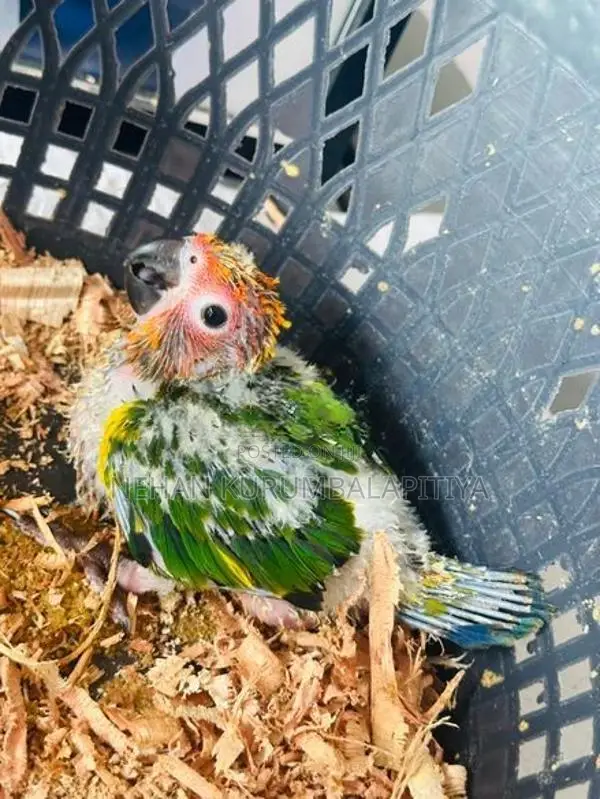 Sunconer Chicks