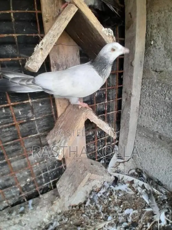 Pigeons