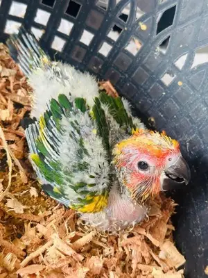 Sunconer Chicks