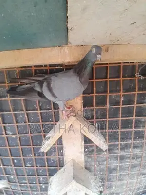 Pigeons