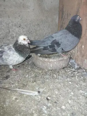 Pigeons