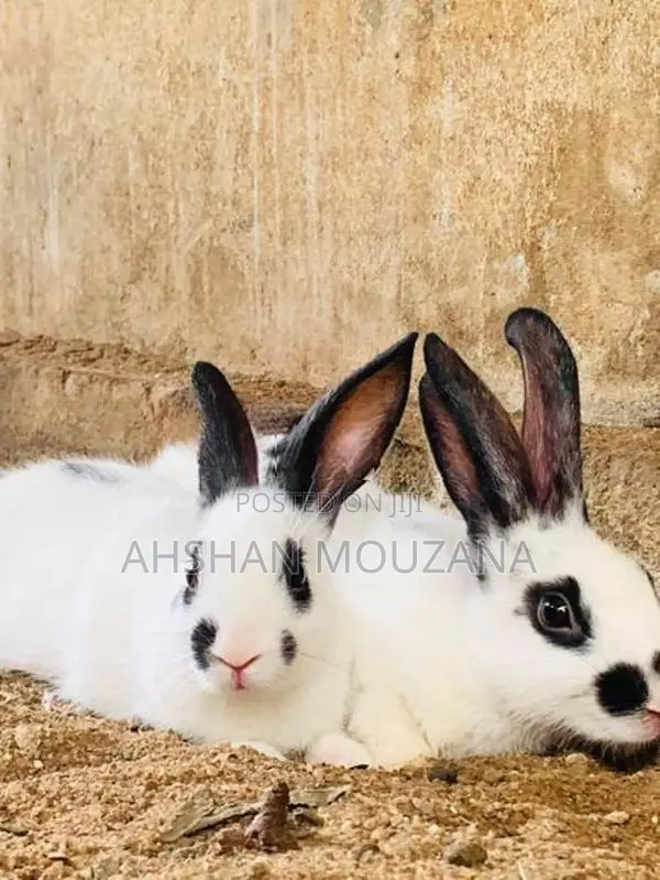 Rabbits