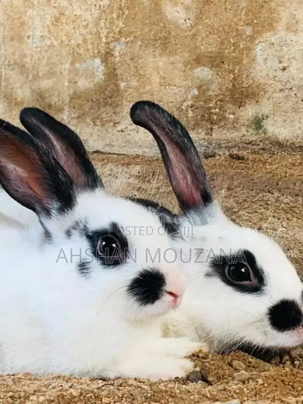 Rabbits