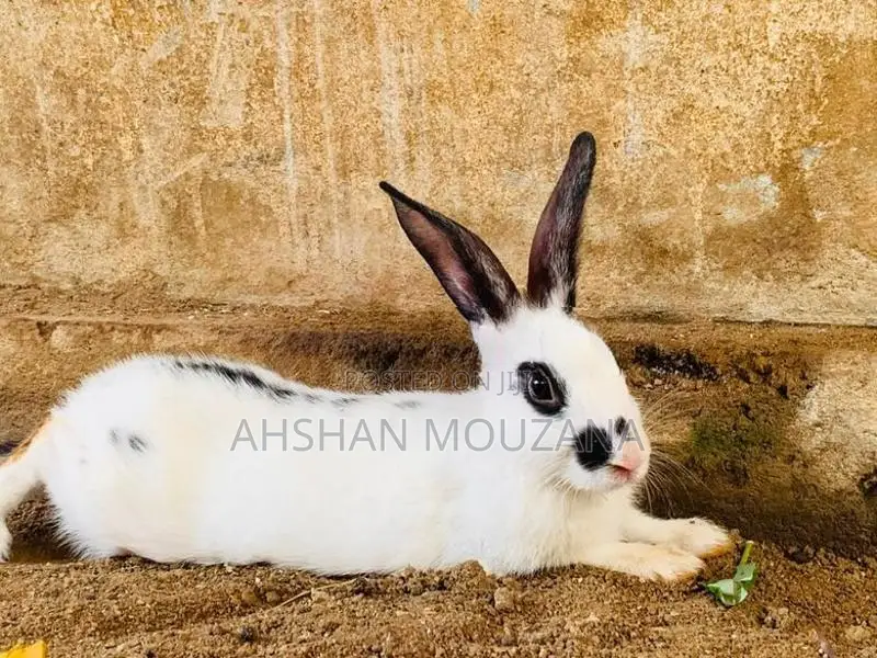 Rabbits