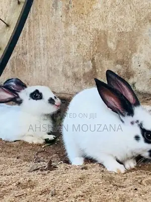 Rabbits