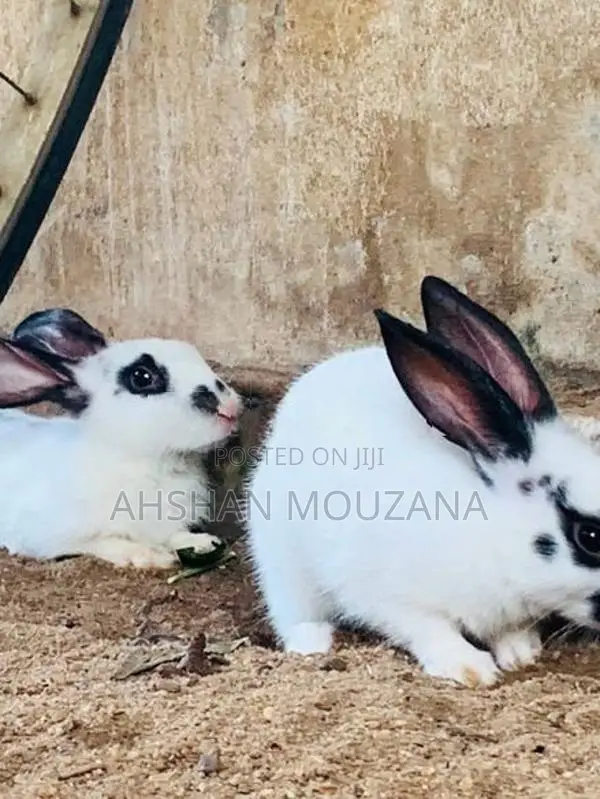 Rabbits