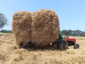 Vaikkal (Straw)