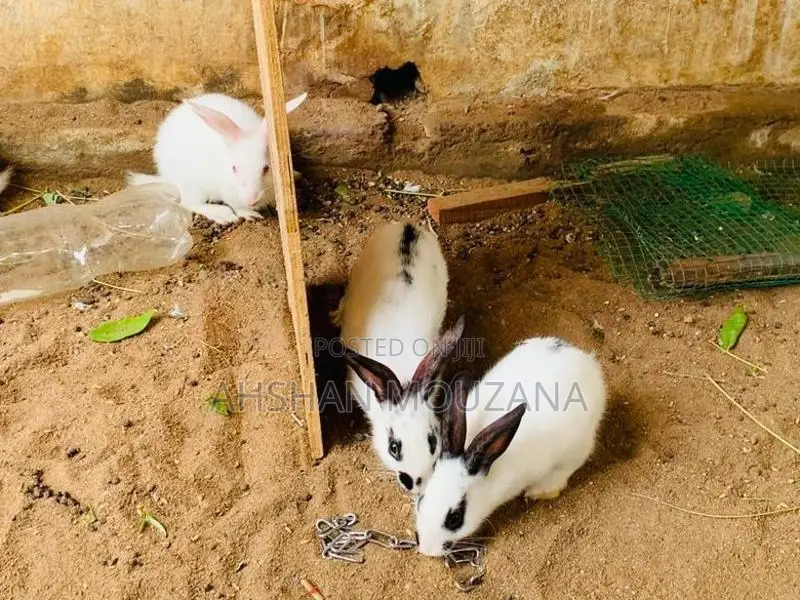 Rabbits