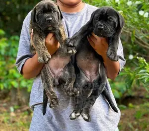 Cane Corso Puppy
