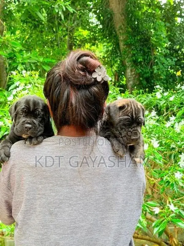 Cane Corso Puppy