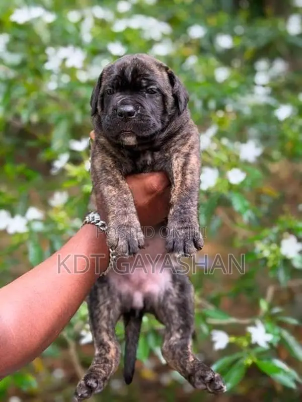 Cane Corso Puppy
