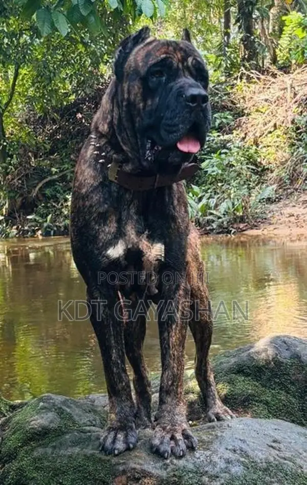 Cane Corso Puppy