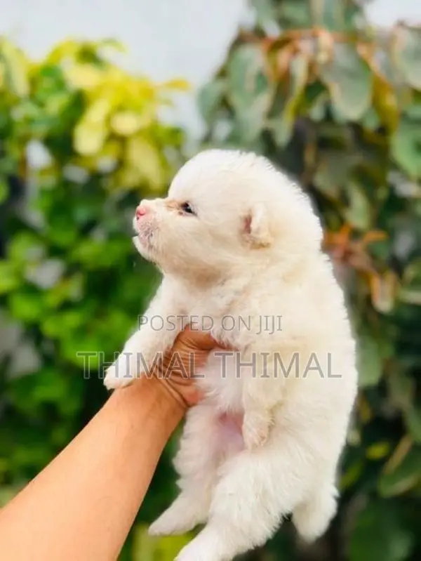 Lion shepherd Pomeranian