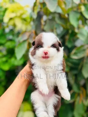 Lion shepherd Pomeranian