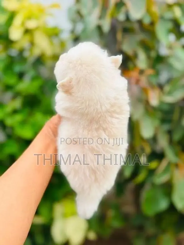 Lion shepherd Pomeranian