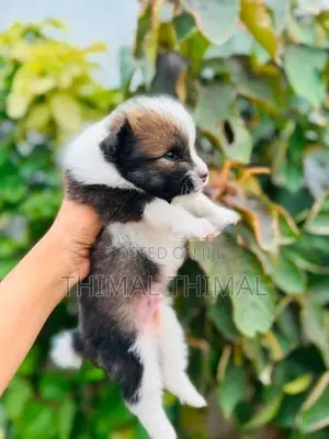 Lion shepherd Pomeranian