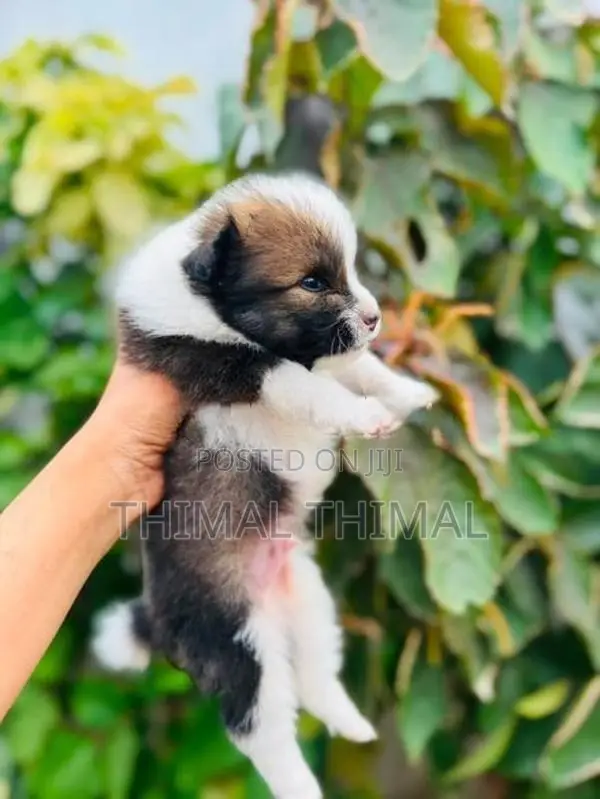 Lion shepherd Pomeranian
