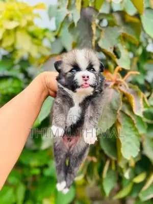 Lion shepherd Pomeranian
