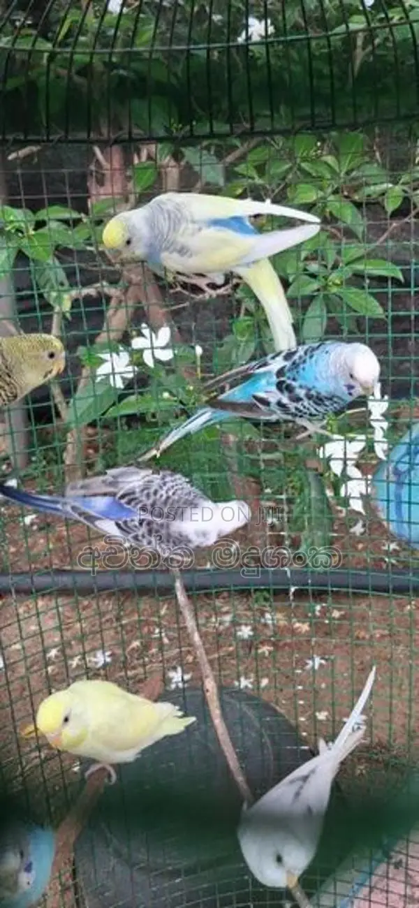 Love Bird