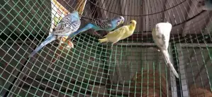 Love Bird