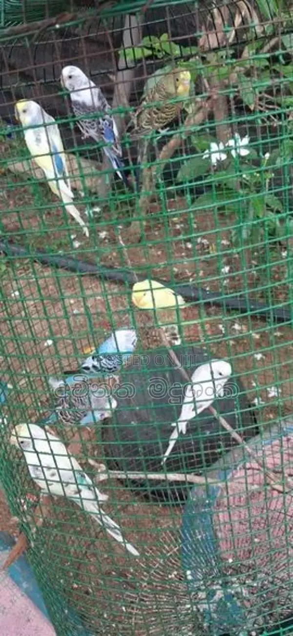 Love Bird