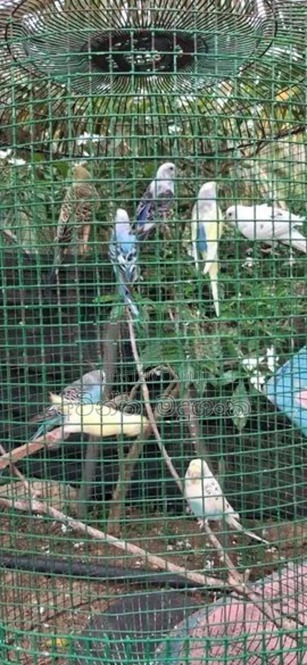 Love Bird