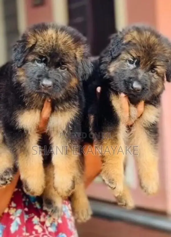 Long Coat German Shepherd Puppies