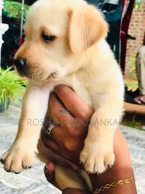 Labrador Puppies
