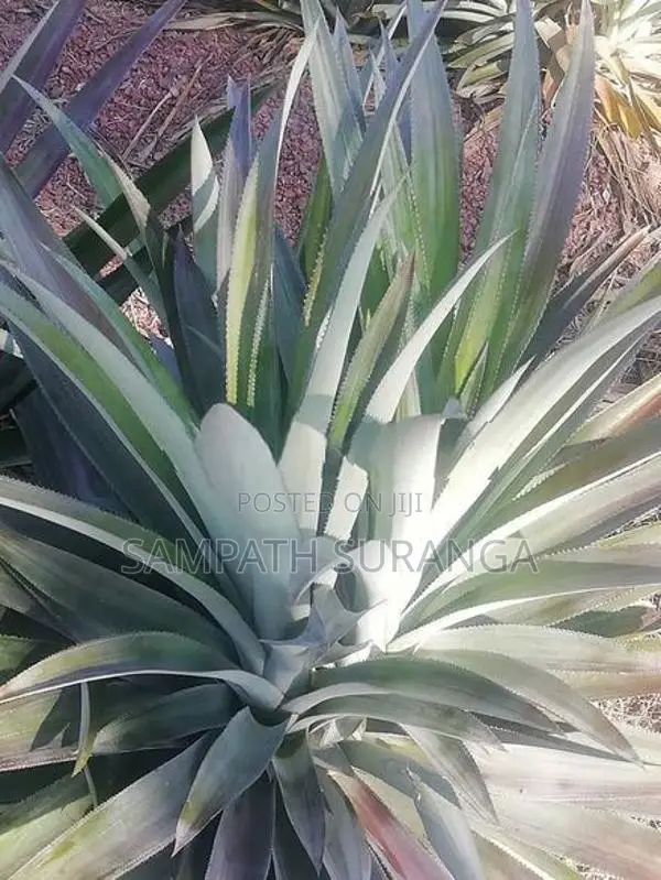 Annasi Pala