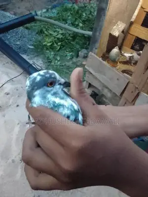 Pigeon