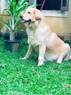 Golden Retriever