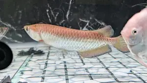 Pearl Arowana