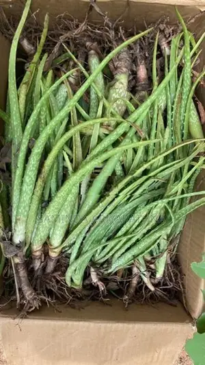 Alovera Plants කෝමාරිකා