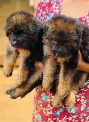 Long Coat German Shepherd Puppies