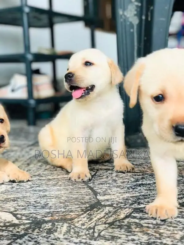 Labrador Puppies
