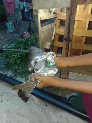 Pigeon