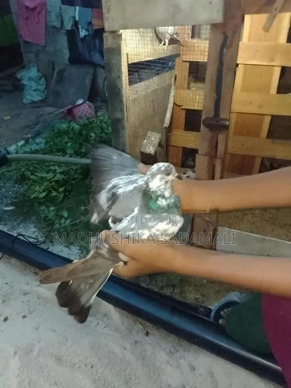 Pigeon