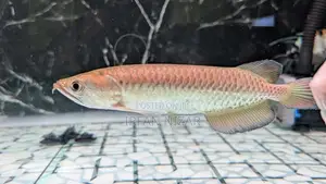 Pearl Arowana
