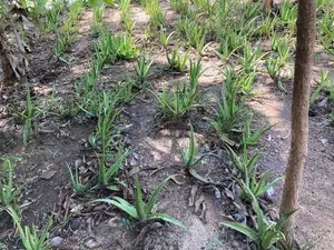 Alovera Plants කෝමාරිකා