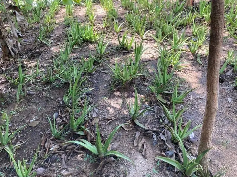 Alovera Plants කෝමාරිකා