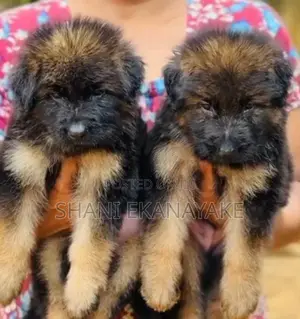 Long Coat German Shepherd Puppies